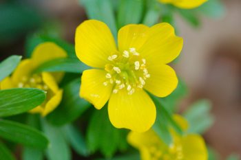 Eranthis hyemalis