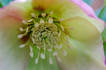 Lenten Rose ‘Mango Magic’