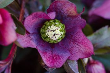 Helleborus orientalis