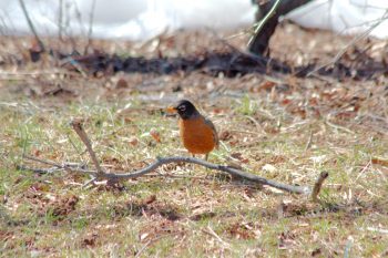 American Robin (Turdus migratorius)