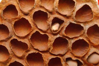 Dried Lotus Seed Pod