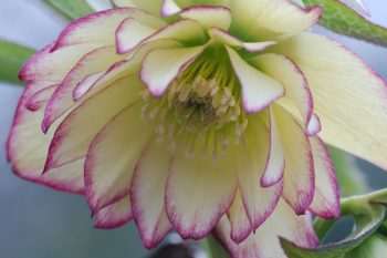 Double Lenten Rose