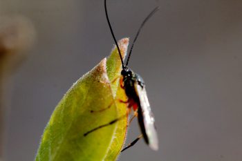 Leaf Buds with Insect