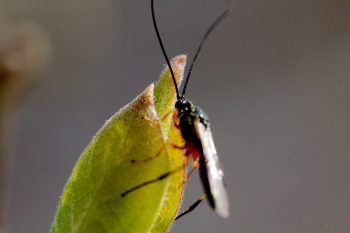 Leaf Buds with Insect