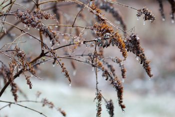 Icy Buddleia