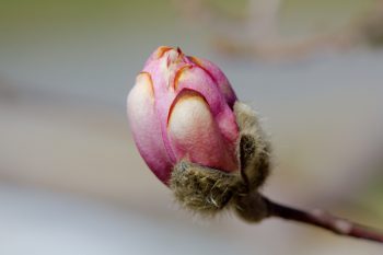 Star Magnolia Bud