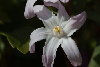 Chionodoxa forbesii ‘Pink Giant’