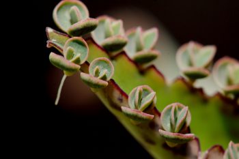 Kalanchoe daigremontiana