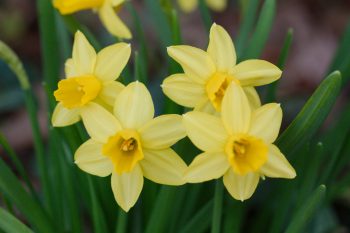 Daffodil ‘Tete-A-Tete’