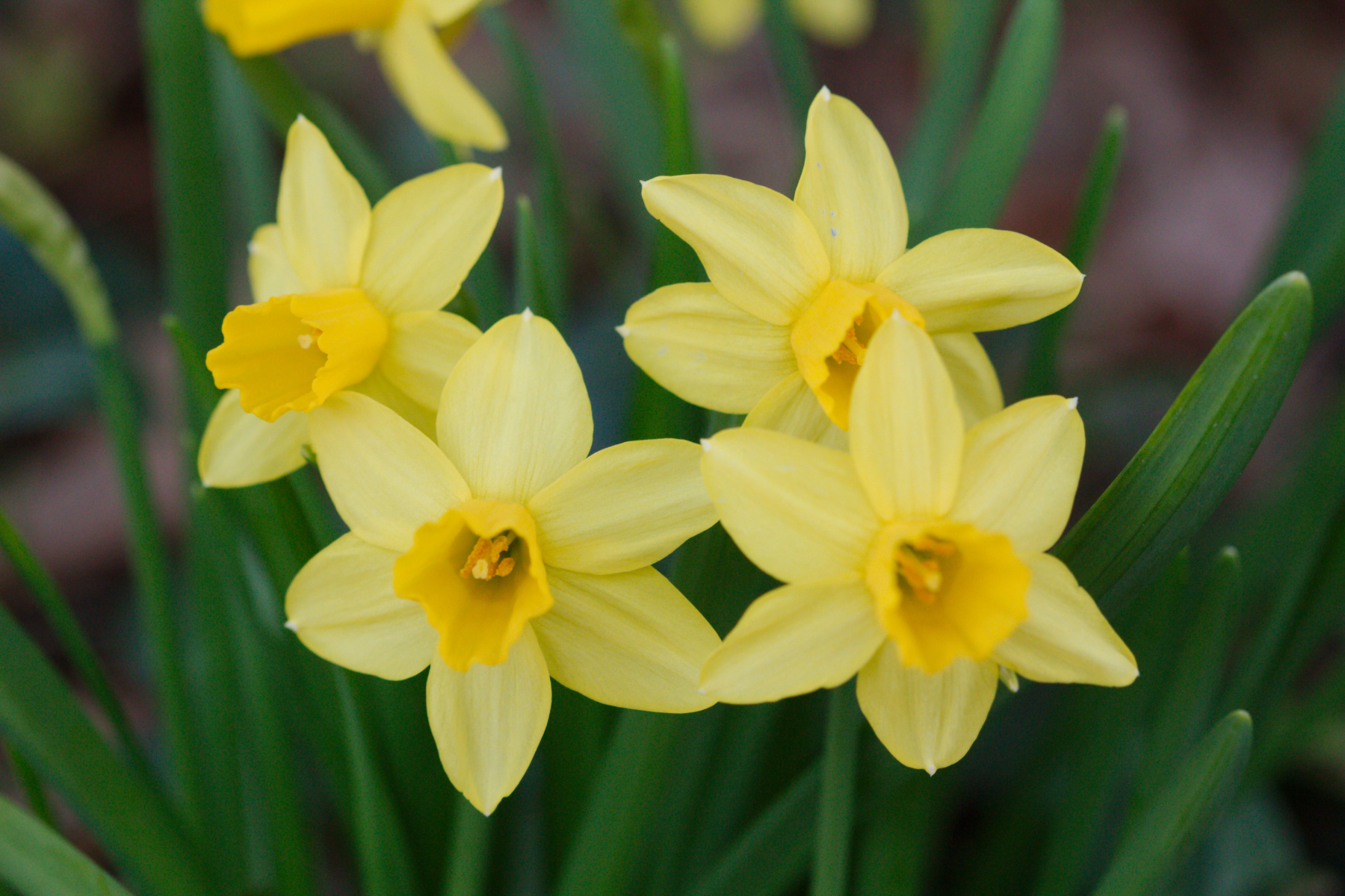 Narcissus Arkle