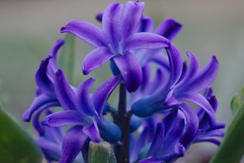 Purple Hyacinths