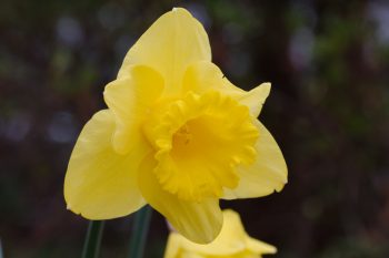 Daffodil ‘Arkle’