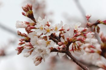 Cherry Blossoms