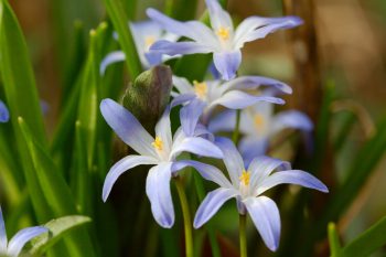 Chionodoxa forbesii