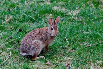 Eastern Cottontail (Sylvilagus floridanus)