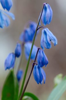 Scilla siberica (Siberian squill)