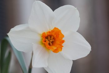 Daffodil