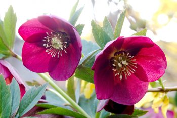 Helleborus ‘Red Racer’