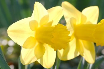 Narcissus ‘Arkle’