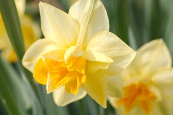 Another Daffodil