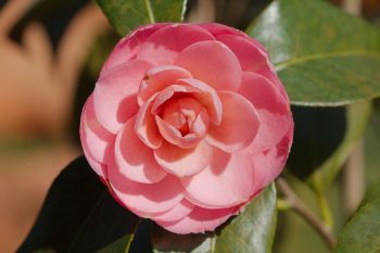 Camellia japonica ‘Pink Perfection’
