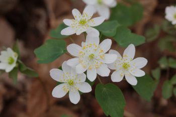 Thalictrum thalictroides (Rue Anemone)