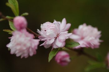 Flowering Almond