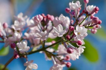 Lilacs