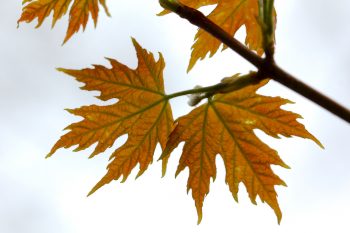 Silver Maple Leaves