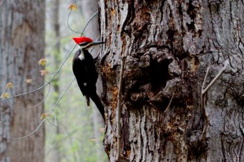 Dryocopus pileatus (Pileated Woodpecker)