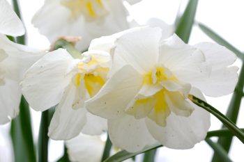 Narcissus 'Lemon Beauty'