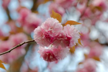 Cherry Blossoms