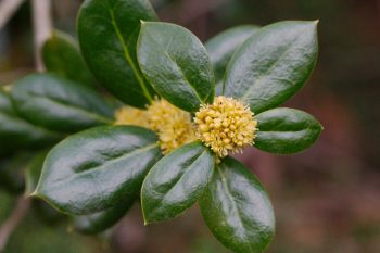 Holly Flowers