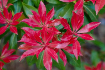 Pieris japonica