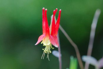 Aquilegia (Columbine)