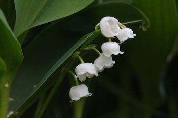 Lily of the Valley (Convallaria majalis)