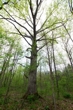 Omar Bradley Oak