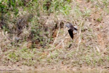 Solitary Sandpiper (Tringa solitaria)