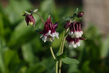 Columbine (Aquilegia)