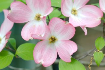 Pink Flowering Dogwood