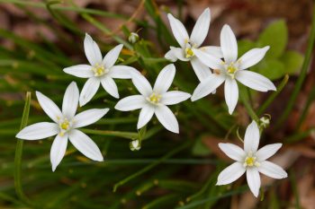 Ornithogalum umbellatum (Star of Bethlehem)