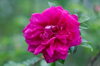 Rosa rugosa ‘Roseraie De l’Hay’