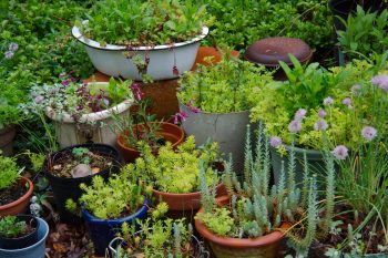 Cathy's Driveway Garden