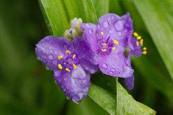 Tradescantia virginiana (Spiderwort)