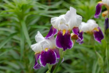 Bearded Iris