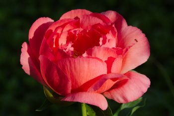 Peony ‘Coral Sunset’