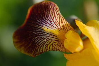 Yellow Iris