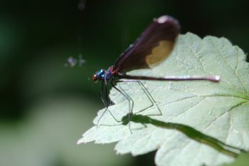 Calopteryx maculata (Ebony Jewelwing)