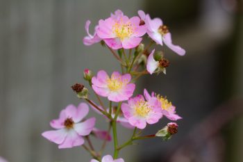 Pink Rosa multiflora