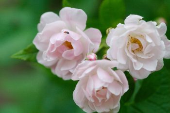 Rose ‘Champneys’ Pink Cluster’